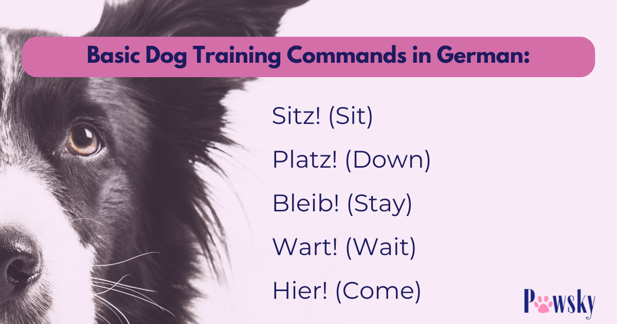 Do Dogs Understand Human Language